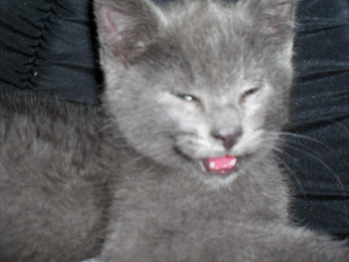 Blanding af racer Kovu - Juli 2012 billede 5