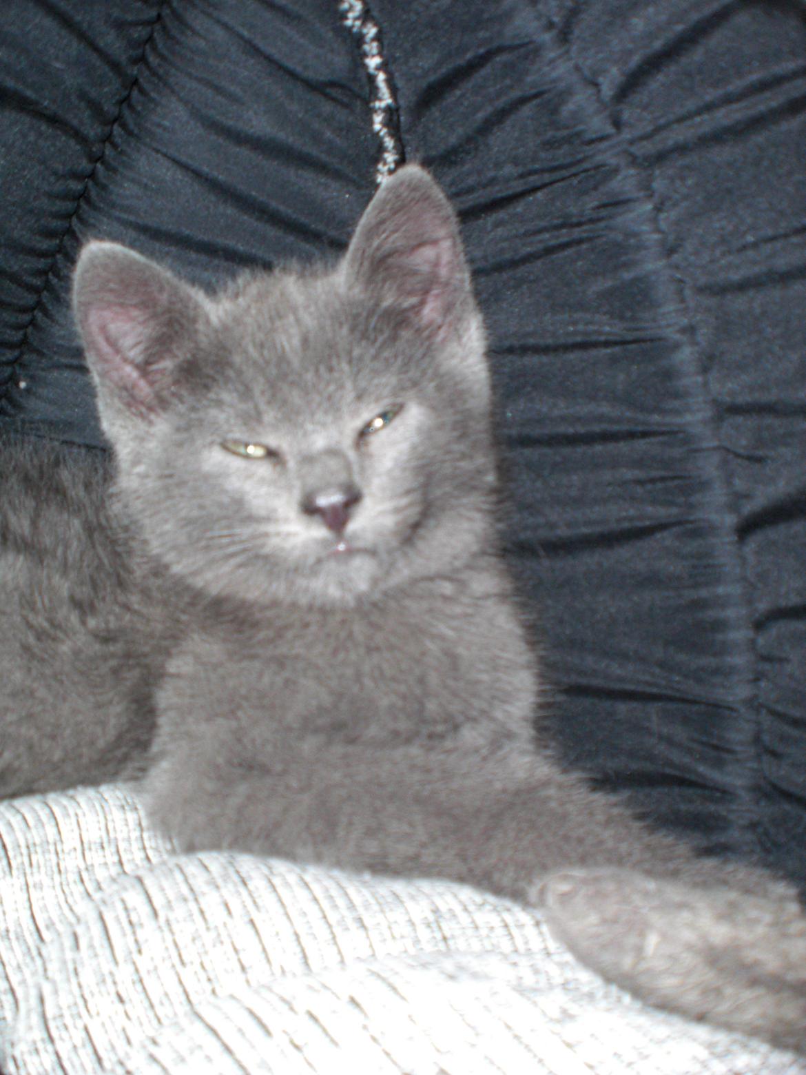 Blanding af racer Kovu - Juli 2012 billede 2