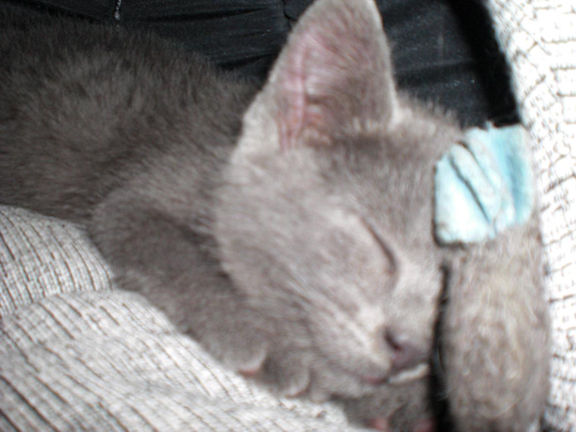 Blanding af racer Kovu - Juli 2012 billede 6