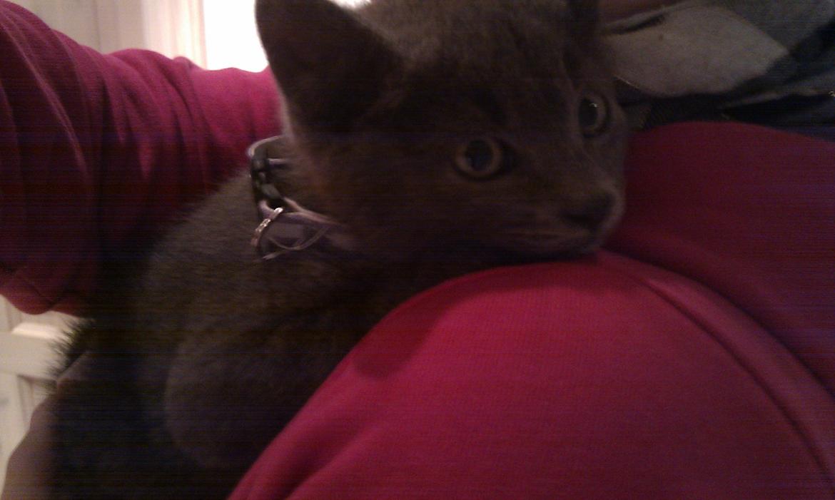 Blanding af racer Kovu - Juli 2012 billede 7