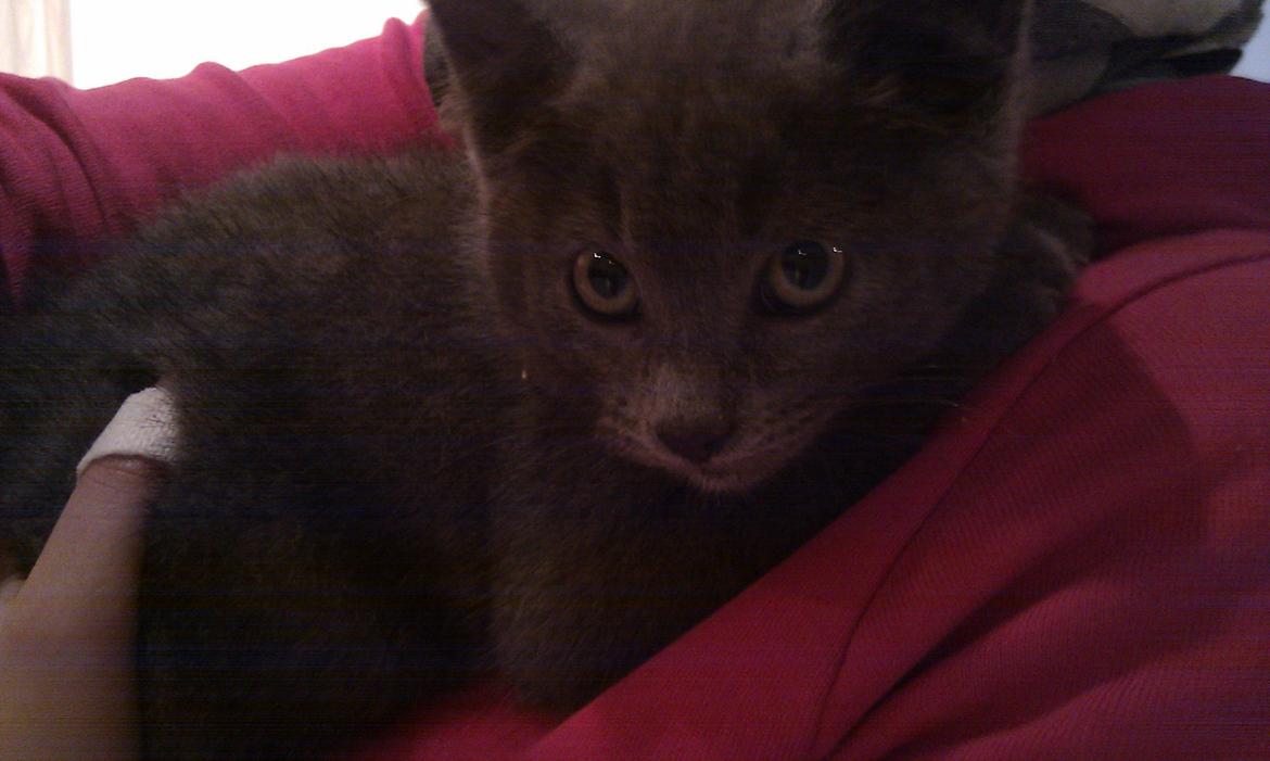 Blanding af racer Kovu - Juli 2012 billede 8