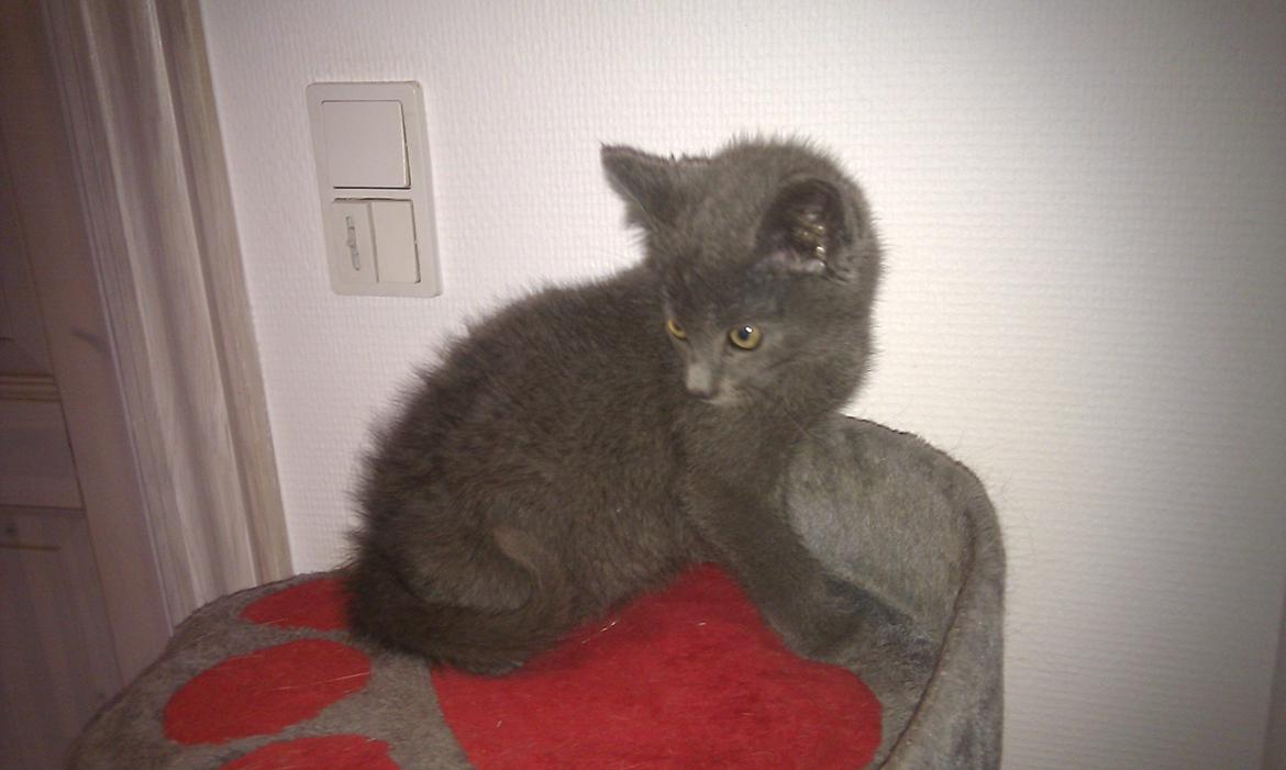 Blanding af racer Kovu - Juli 2012 billede 9