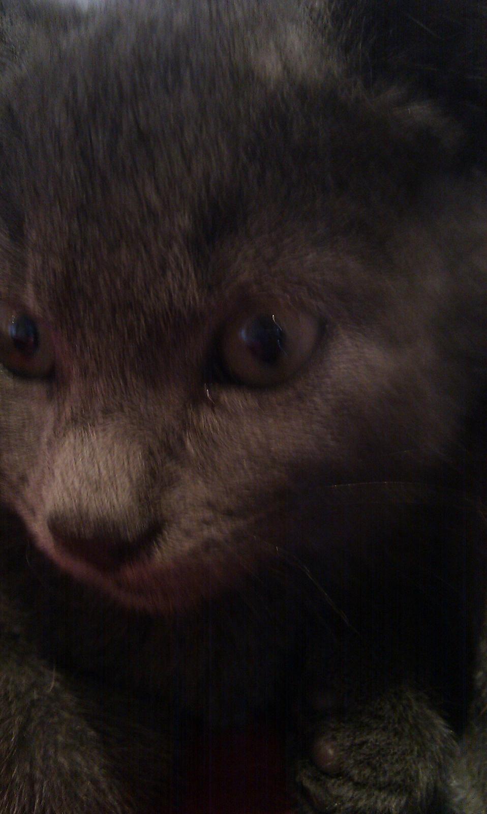 Blanding af racer Kovu - Juli 2012 billede 1