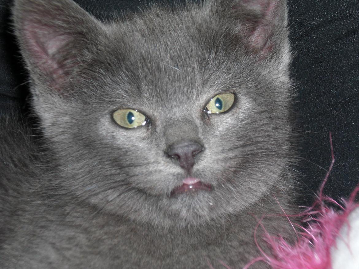 Blanding af racer Kovu - Juli 2012 billede 10