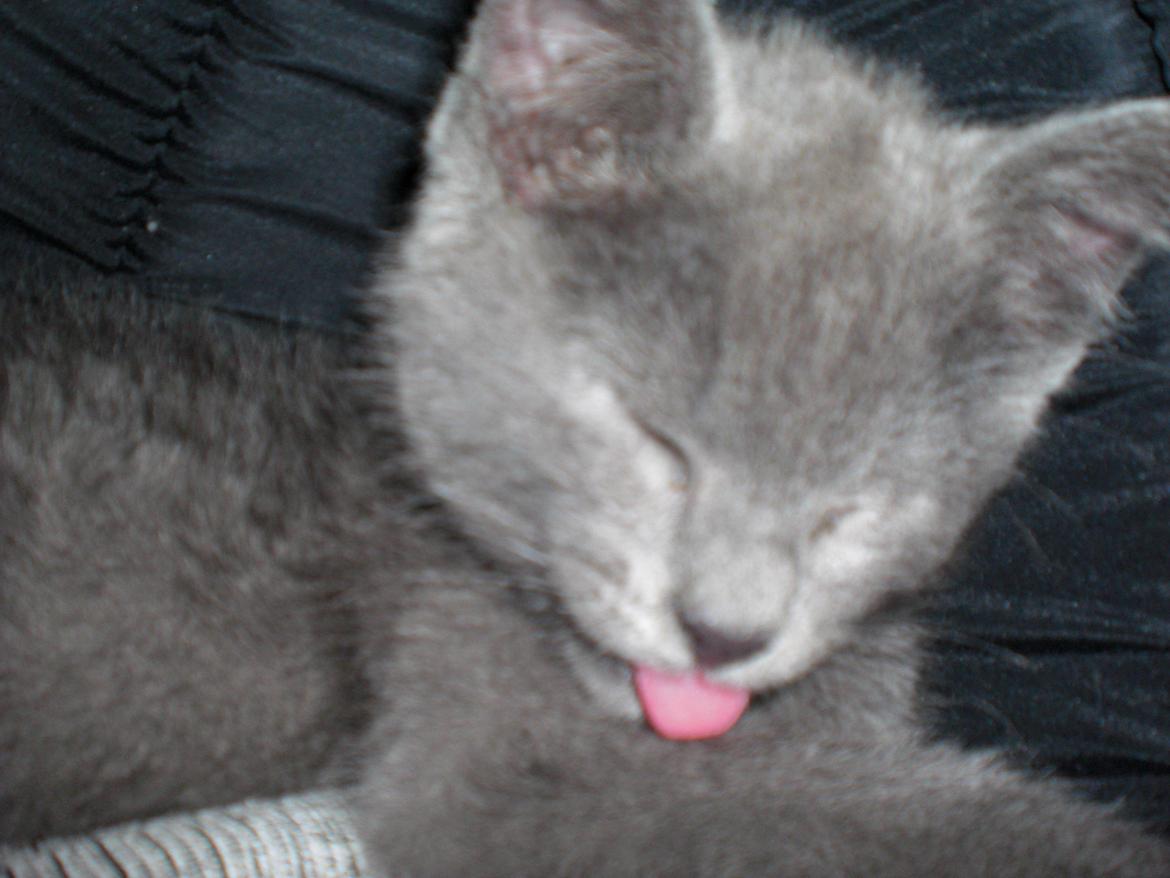 Blanding af racer Kovu - Juli 2012 billede 11