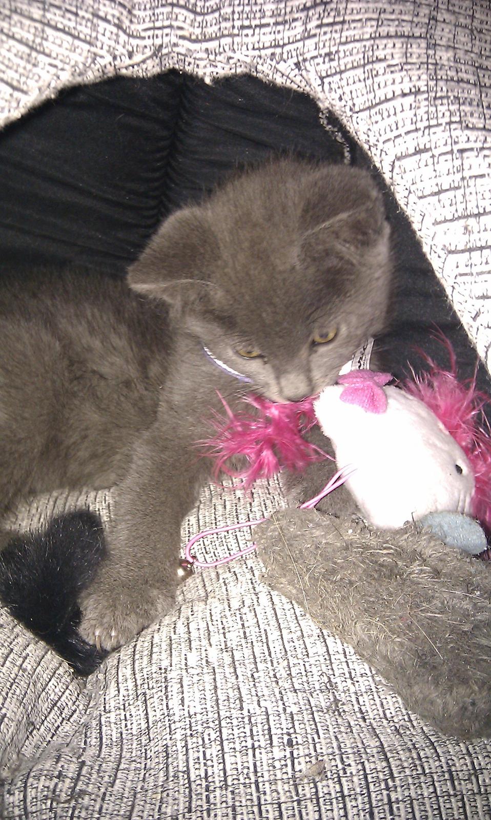 Blanding af racer Kovu - Juli 2012 billede 12