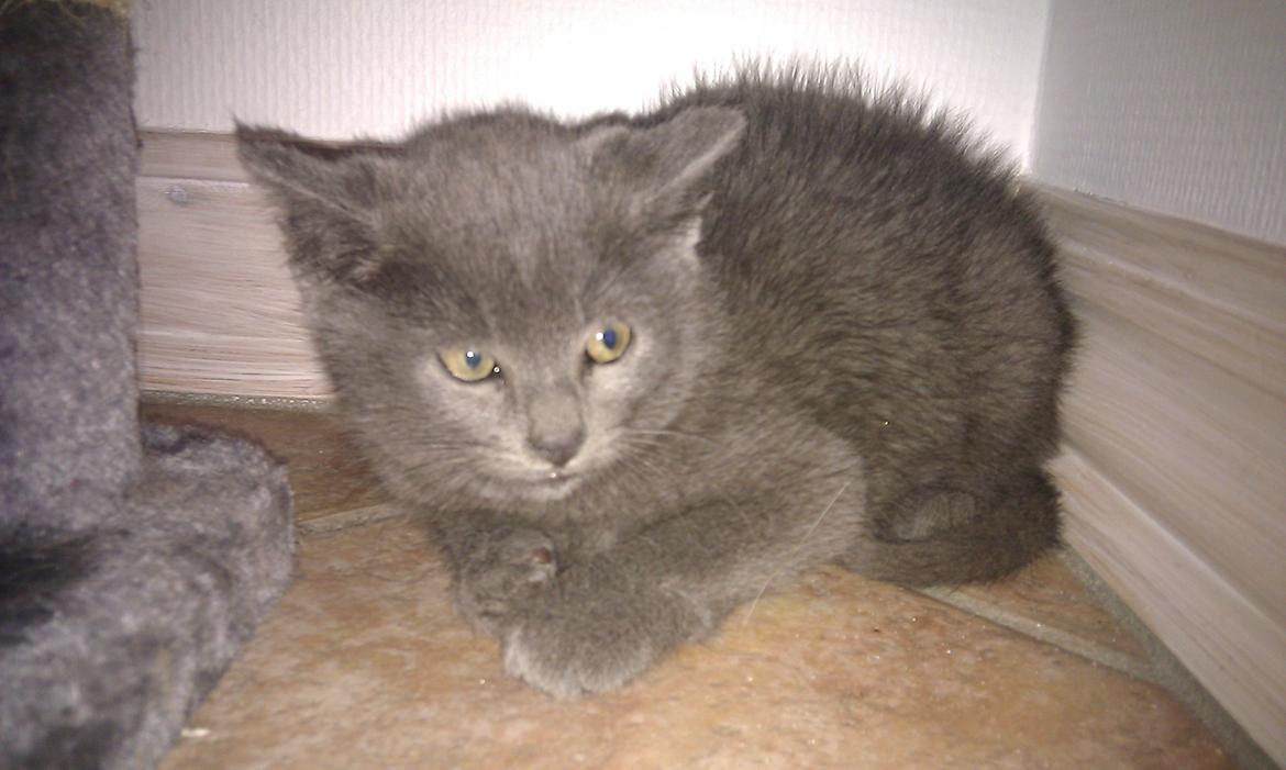 Blanding af racer Kovu - Juli 2012 billede 13