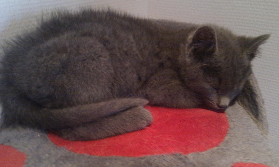 Blanding af racer Kovu - Juli 2012 billede 14