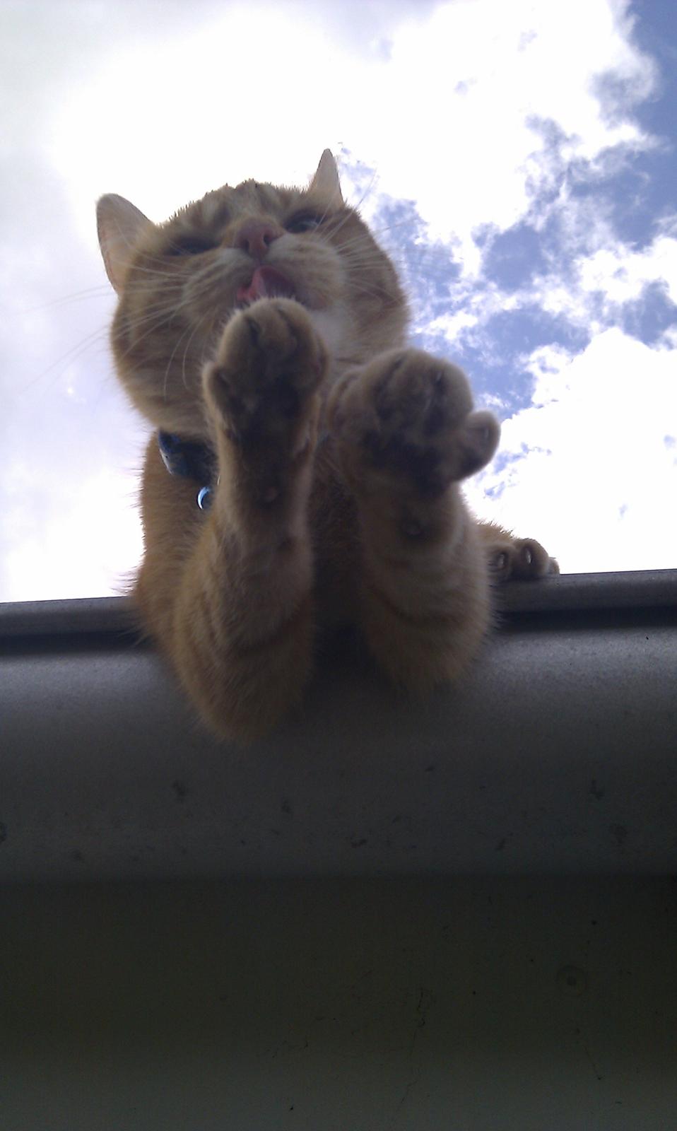 Blanding af racer Zarabi - Maj 2012 billede 2