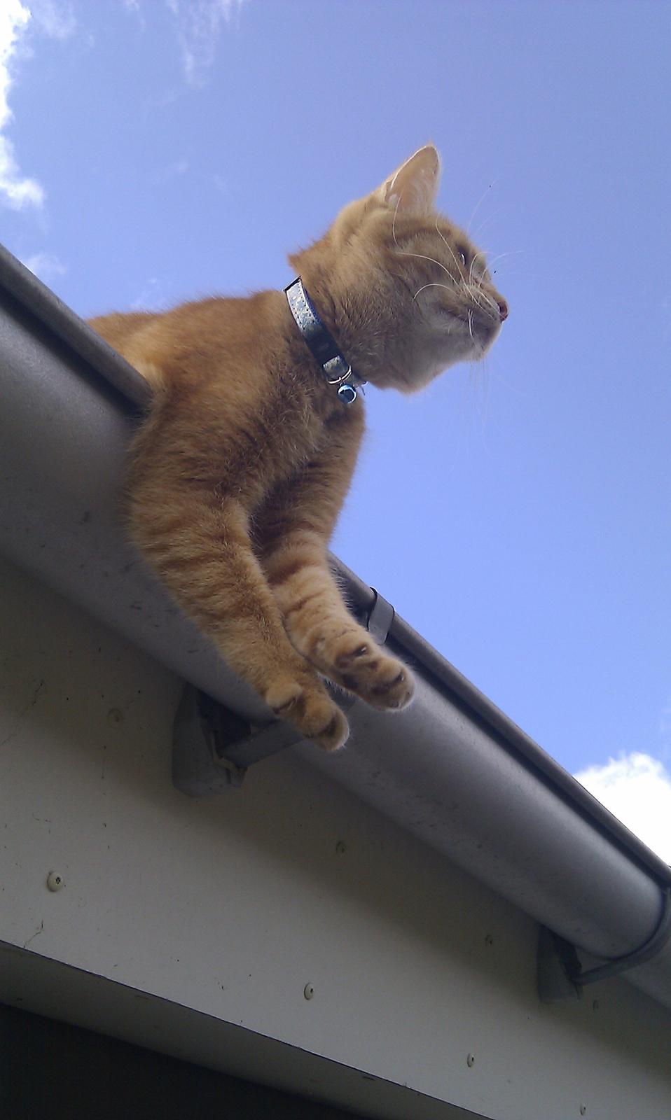 Blanding af racer Zarabi - Maj 2012 billede 3