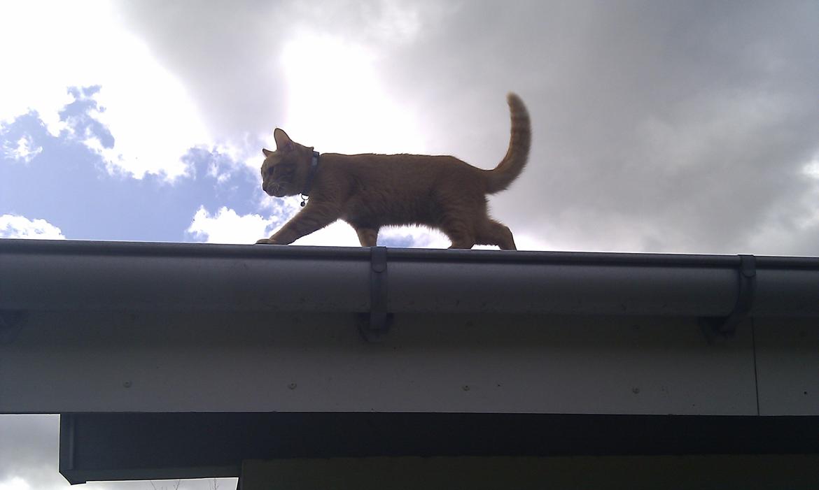 Blanding af racer Zarabi - April 2012 billede 10