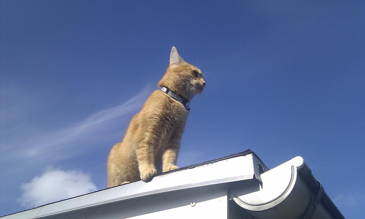 Blanding af racer Zarabi - Maj 2012 billede 4