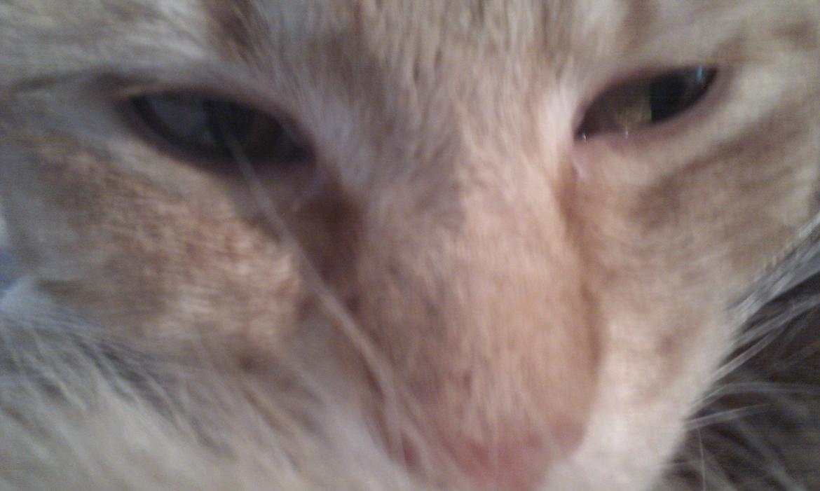 Blanding af racer Zarabi - Juni 2012 billede 1