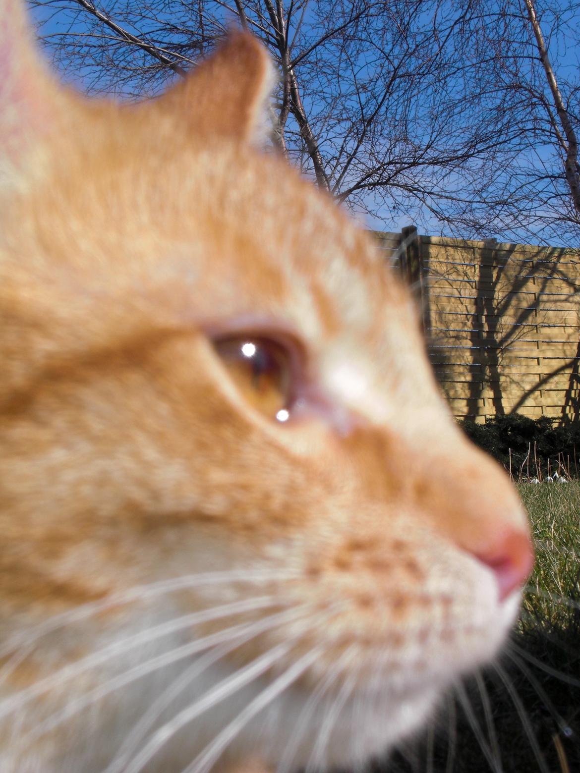 Blanding af racer Zarabi - April 2012 billede 6