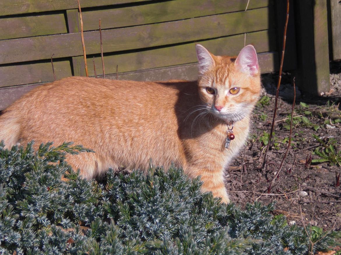 Blanding af racer Zarabi - April 2012 billede 5