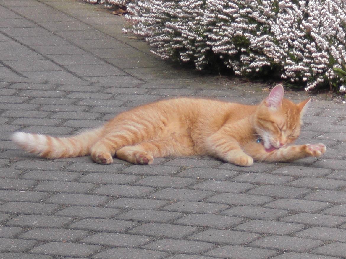 Blanding af racer Zarabi - April 2012 billede 7