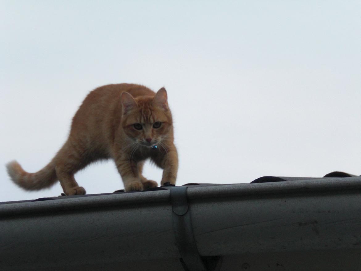 Blanding af racer Zarabi - April 2012 billede 9