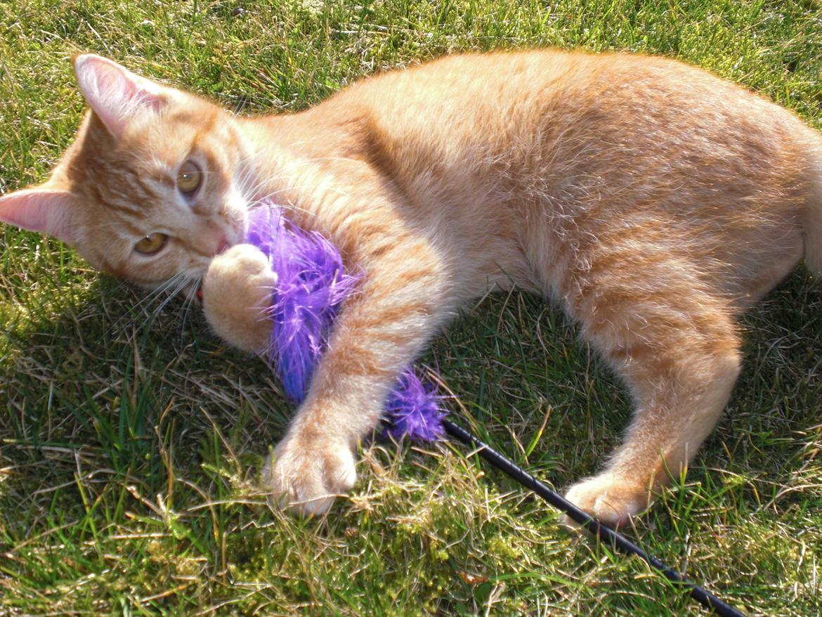 Blanding af racer Zarabi - April 2012 billede 8