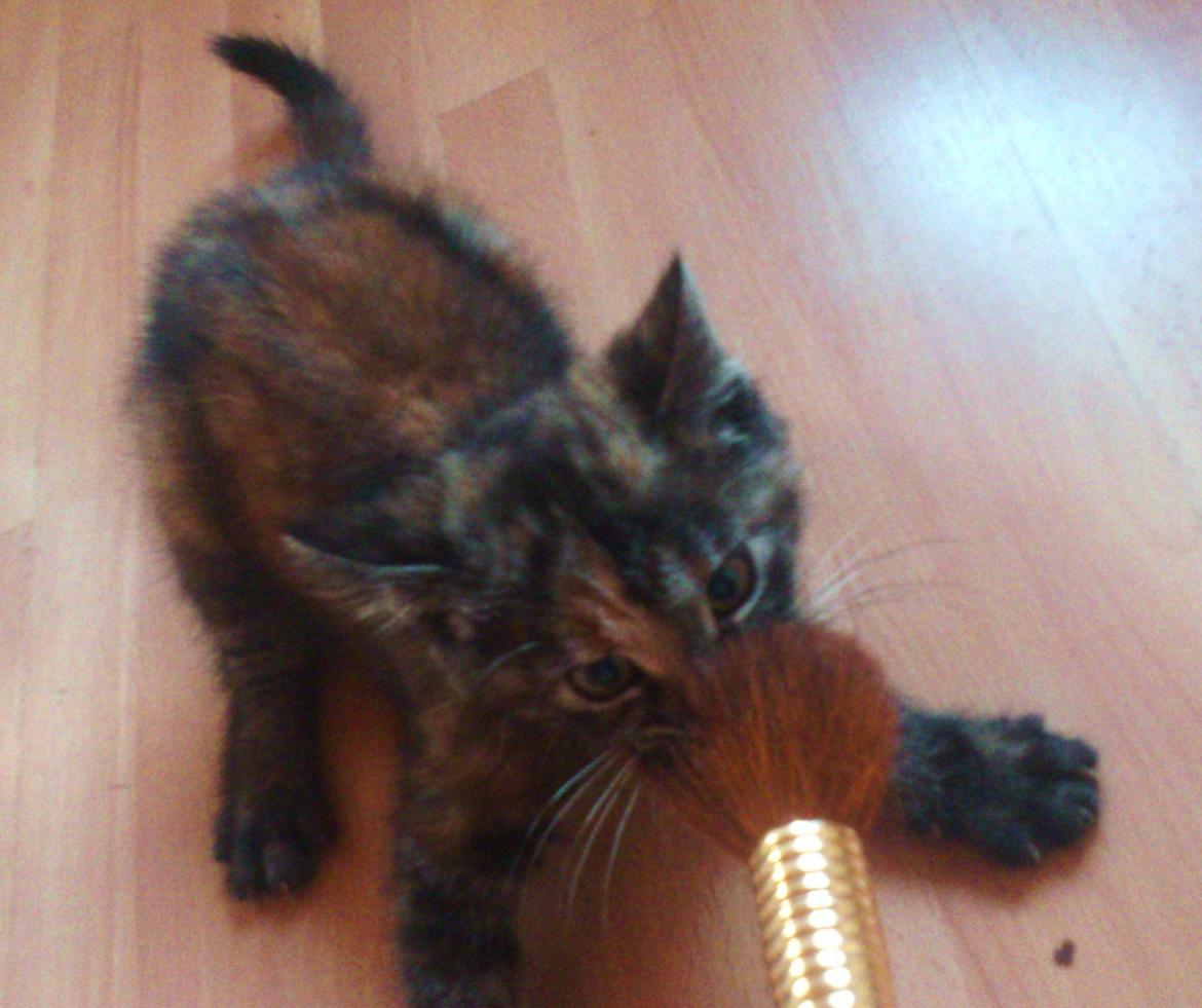 Blanding af racer Mika - Mika og min pudderbørste.  billede 11