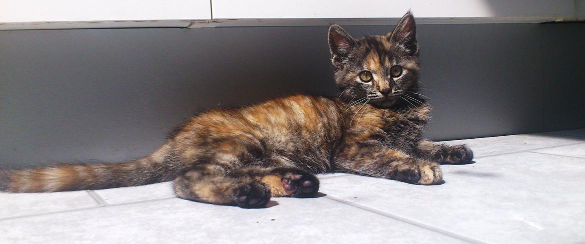 Blanding af racer Mika - Tiger,  billede 12