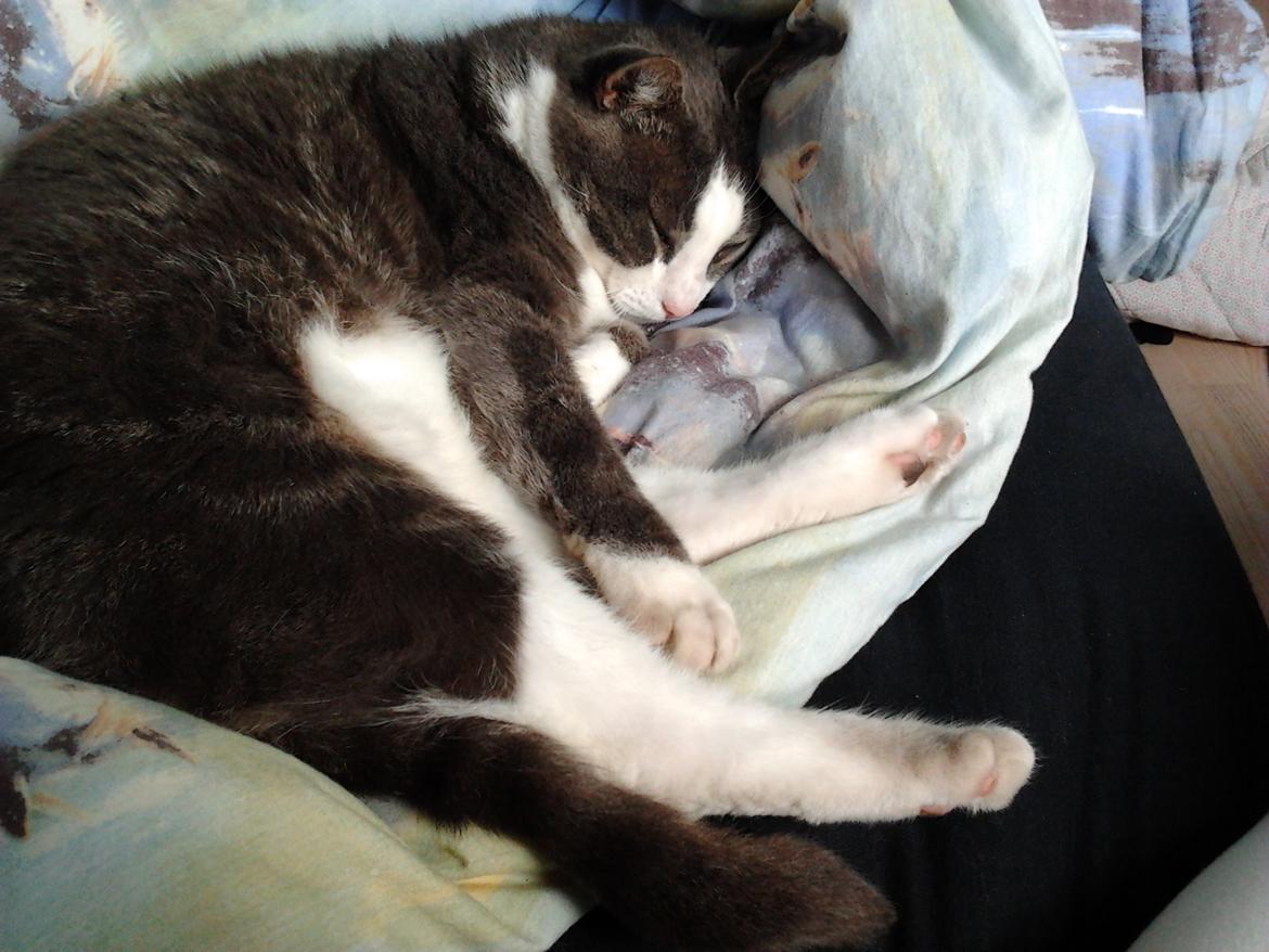 Huskat Simba billede 5