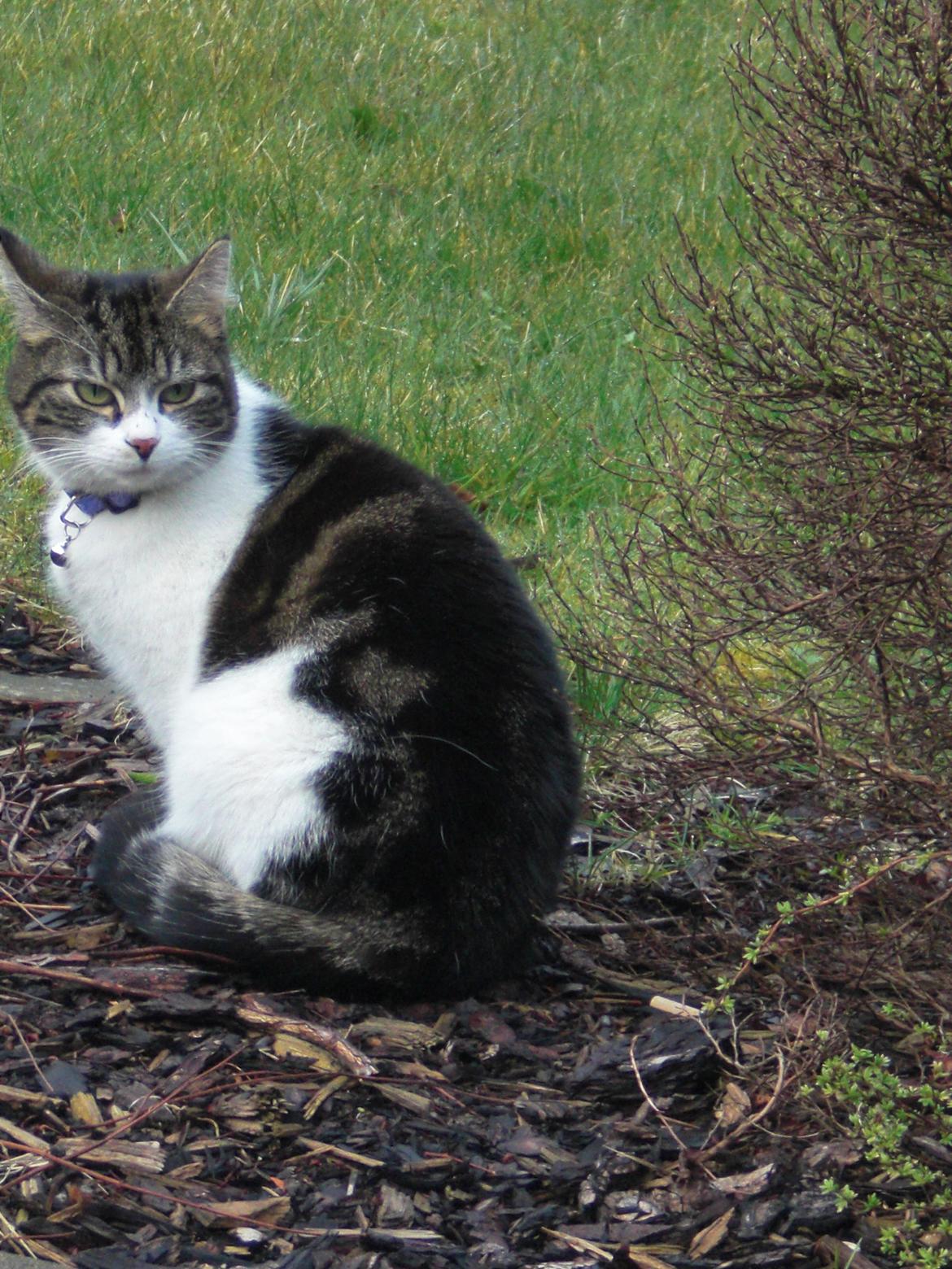 Blanding af racer Mila - Marts 2012 billede 3