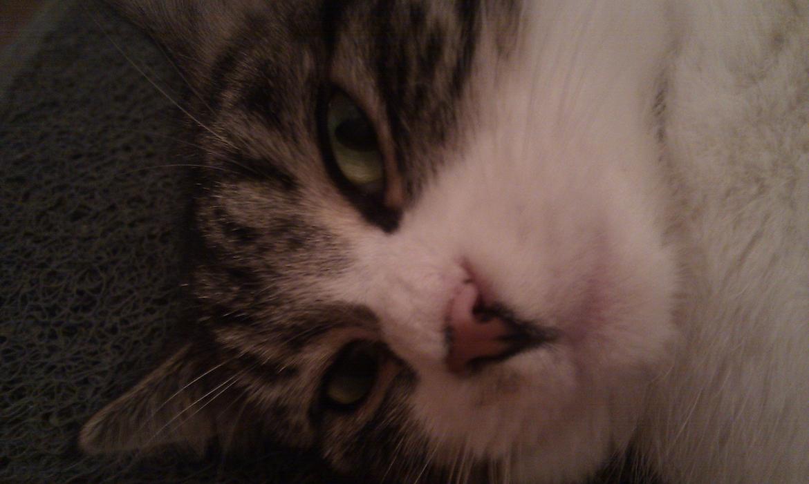 Blanding af racer Mila - Februar 2012 billede 6