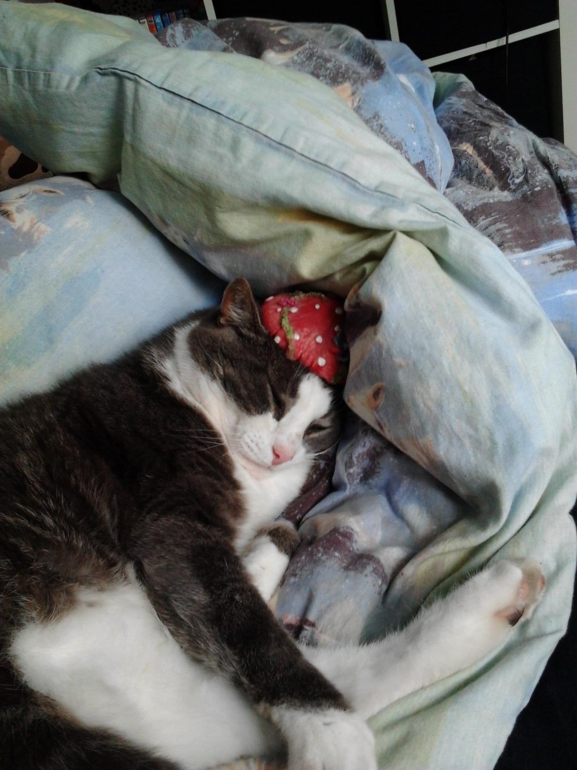 Huskat Simba billede 6