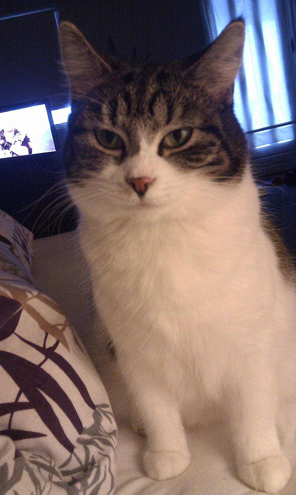 Blanding af racer Mila - Marts 2012 billede 5