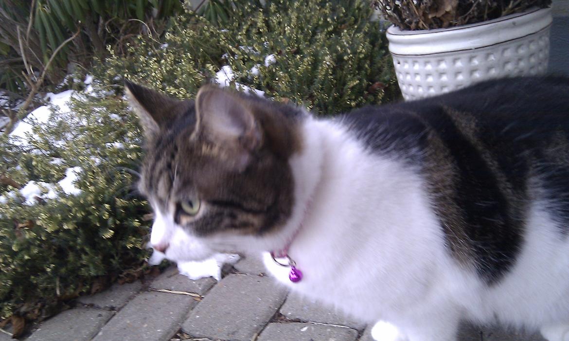 Blanding af racer Mila - Februar 2012 billede 7