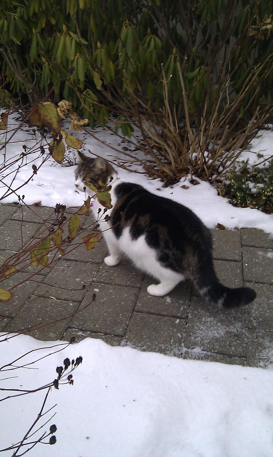 Blanding af racer Mila - Januar 2012 billede 10