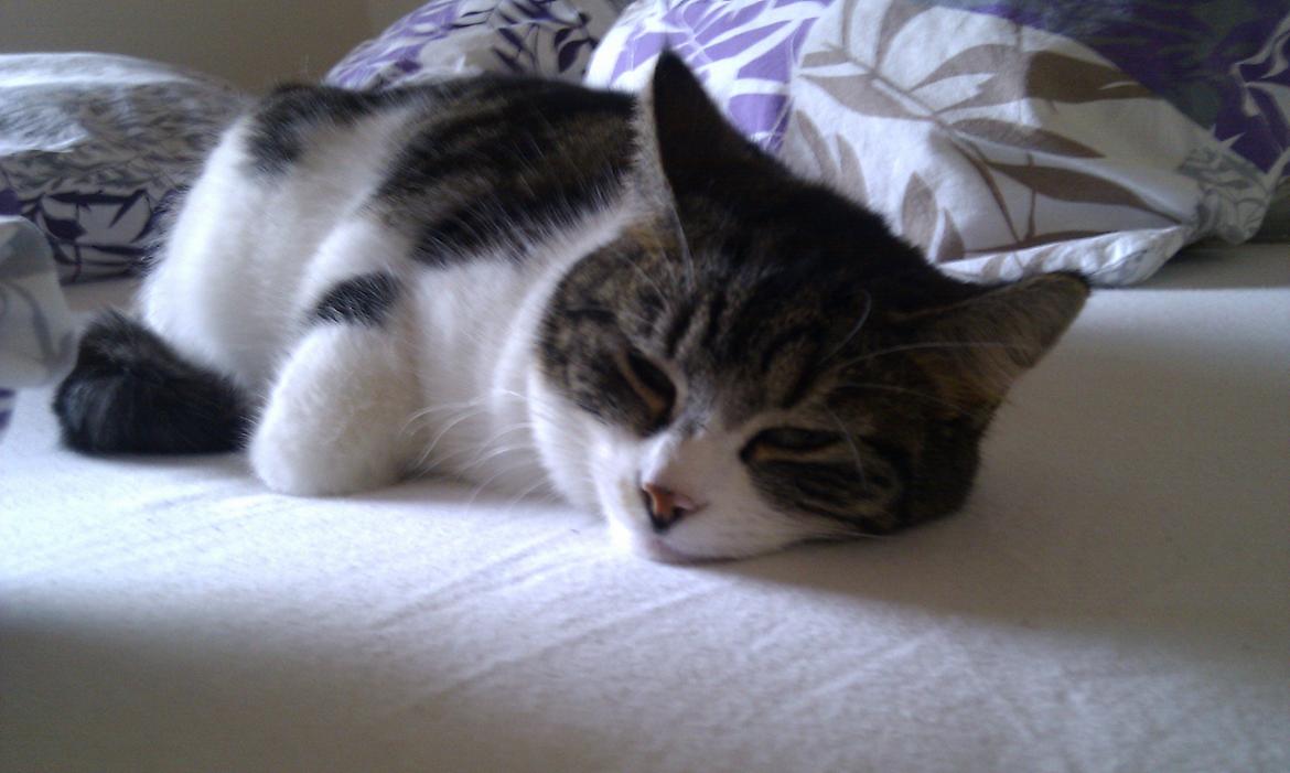 Blanding af racer Mila - Marts 2012 billede 4