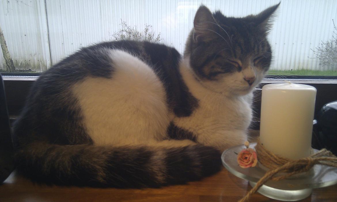 Blanding af racer Mila - Maj 2012 billede 2