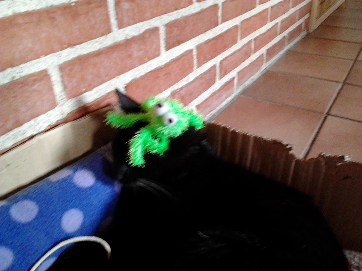 Huskat Speedy (Spring mesteren) billede 2