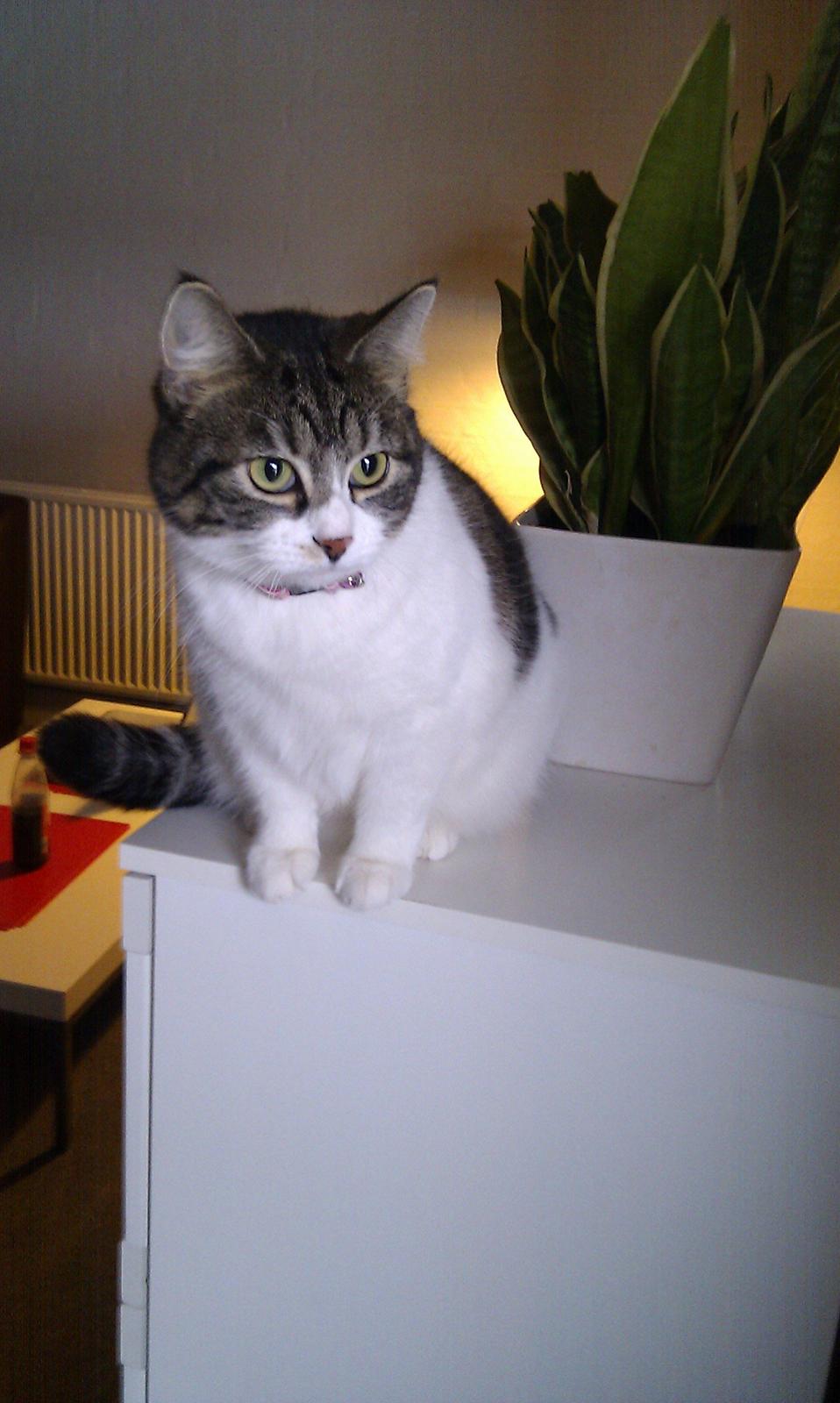 Blanding af racer Mila - Februar 2012 billede 8