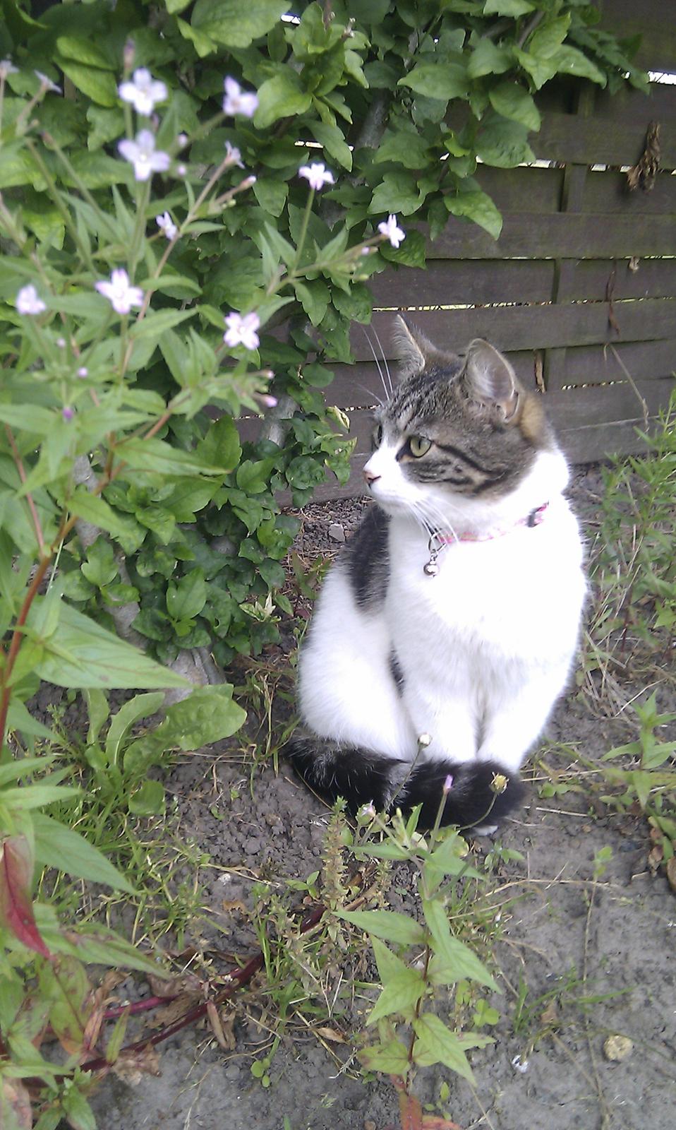 Blanding af racer Mila - Juli 2012 billede 1