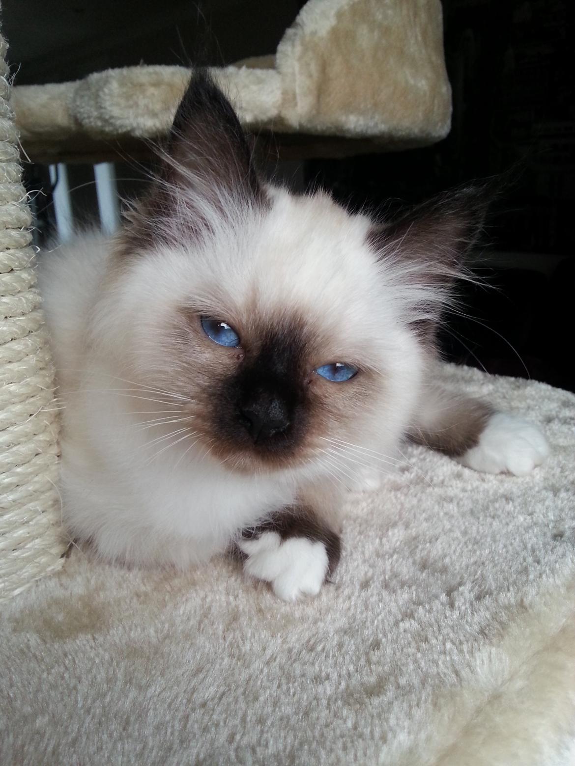 Hellig Birma Bailey billede 13