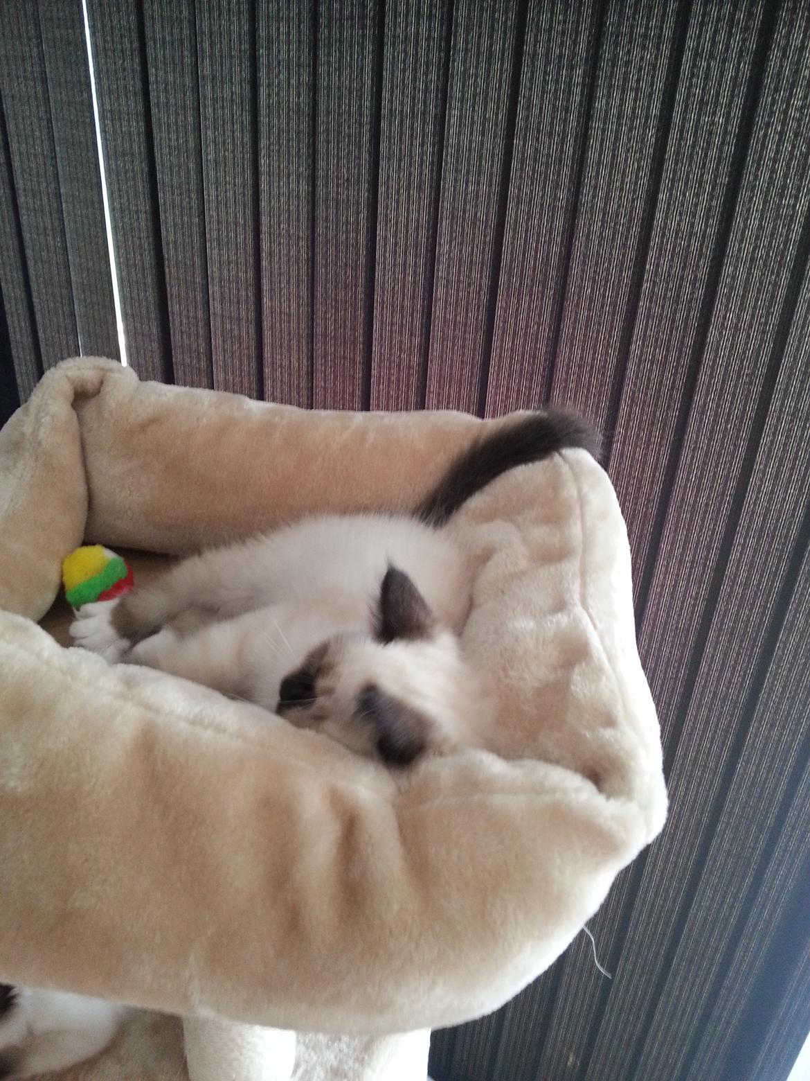 Hellig Birma Ferdinan billede 9