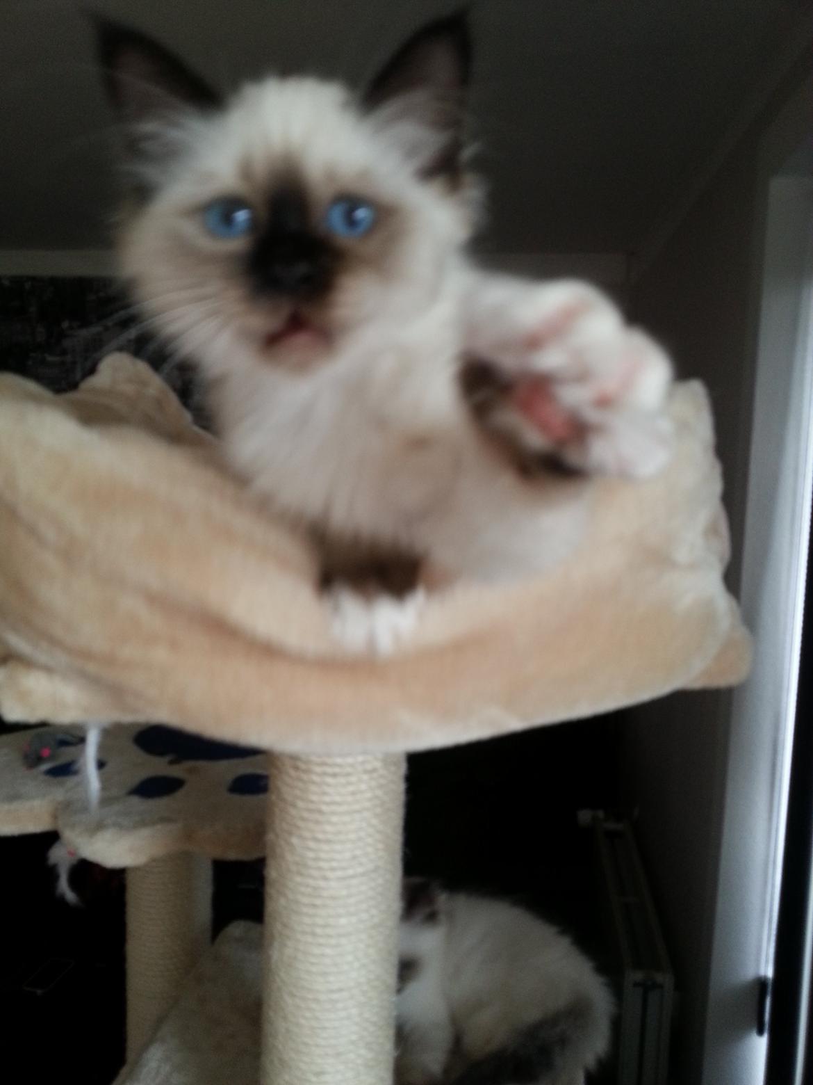 Hellig Birma Ferdinan billede 10