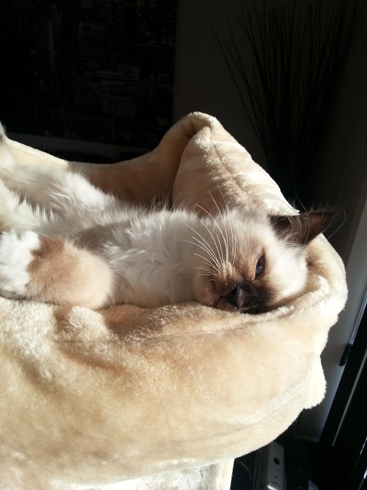 Hellig Birma Ferdinan billede 11