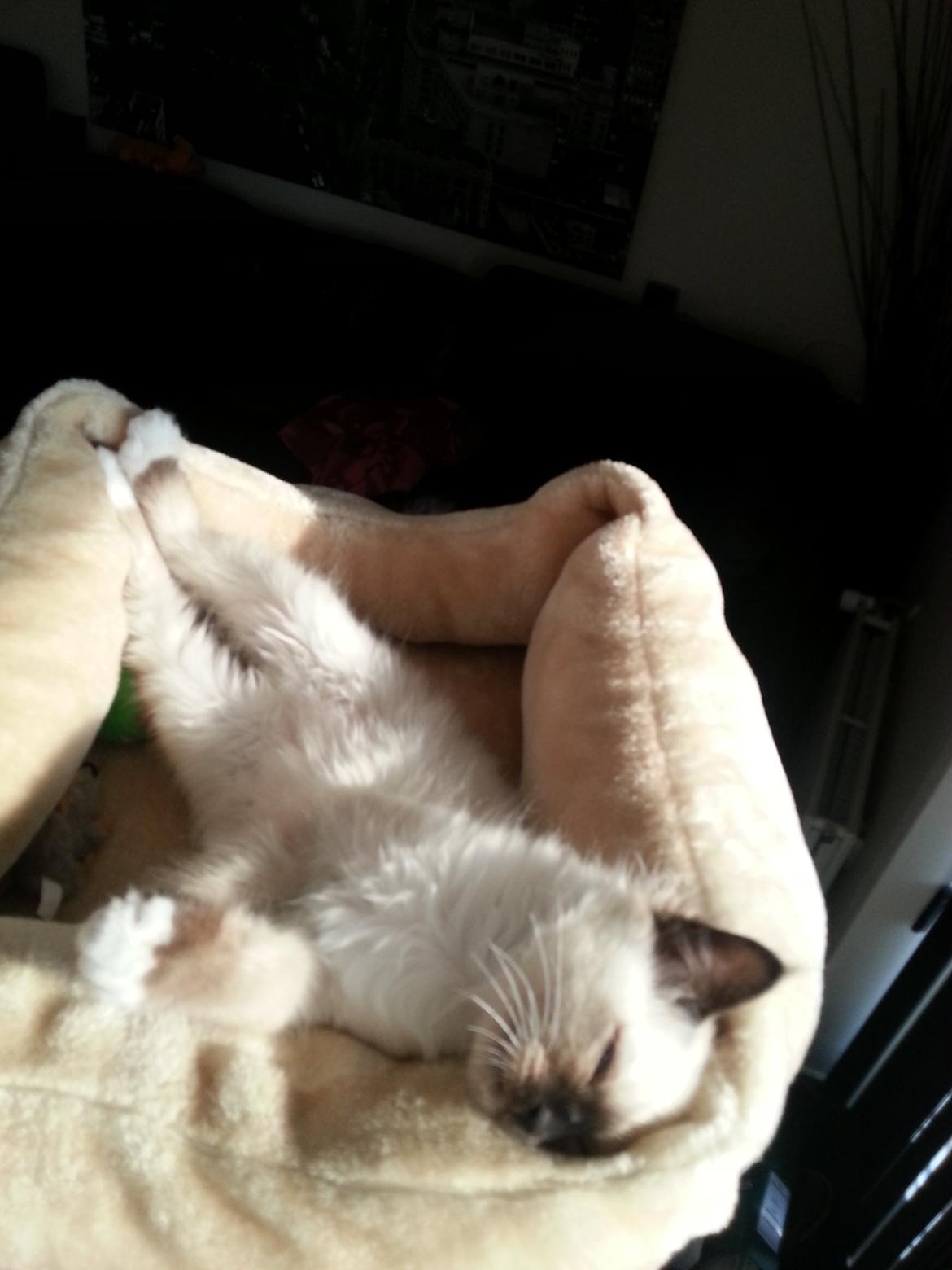 Hellig Birma Ferdinan billede 12