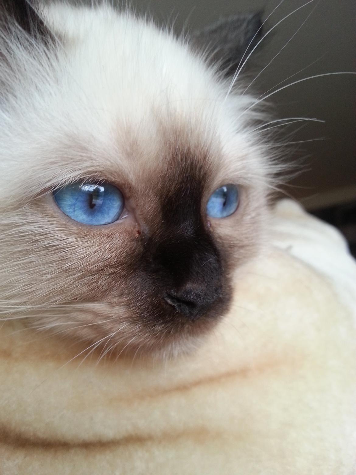 Hellig Birma Ferdinan billede 7