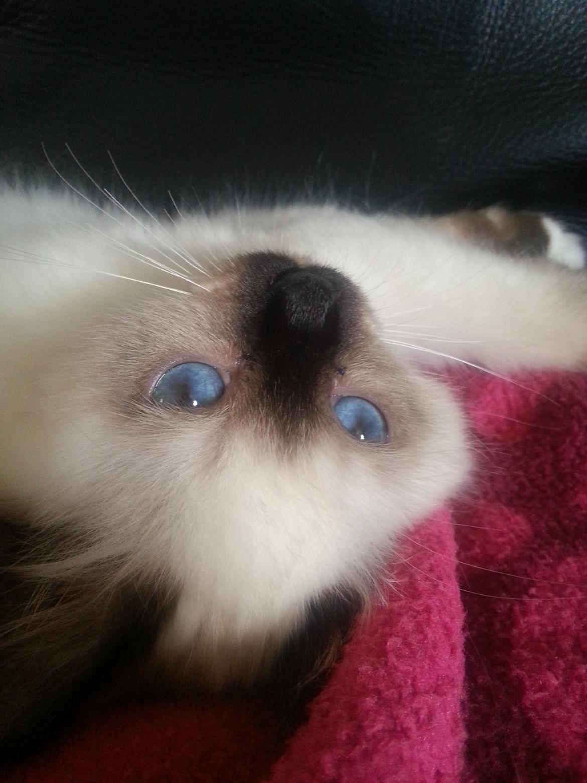 Hellig Birma Bailey billede 9