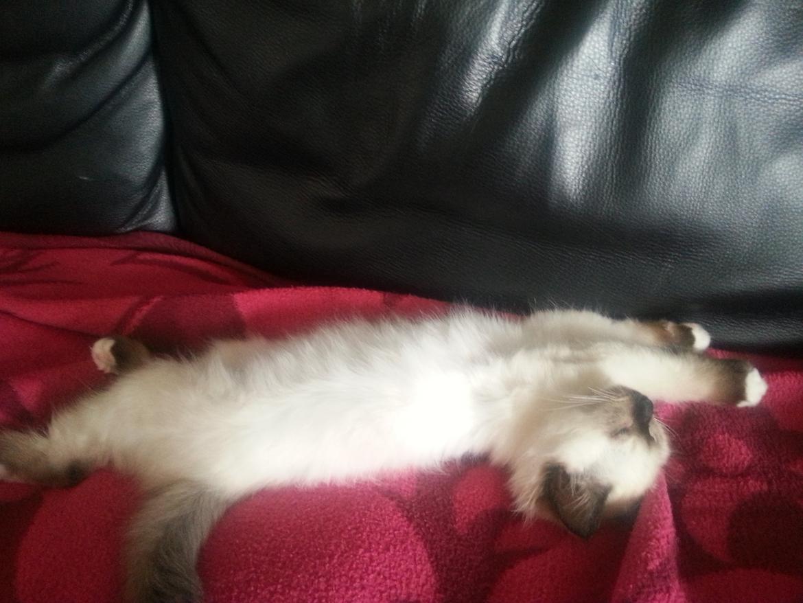 Hellig Birma Bailey billede 16