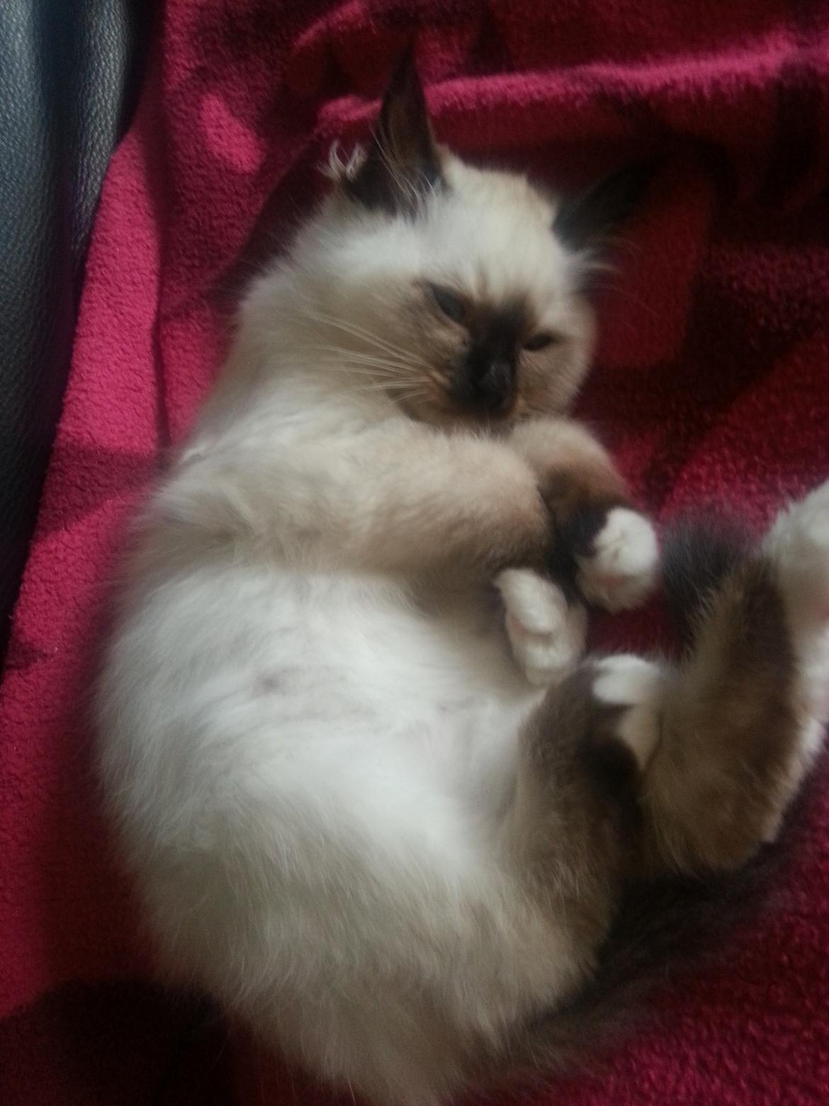 Hellig Birma Bailey billede 17