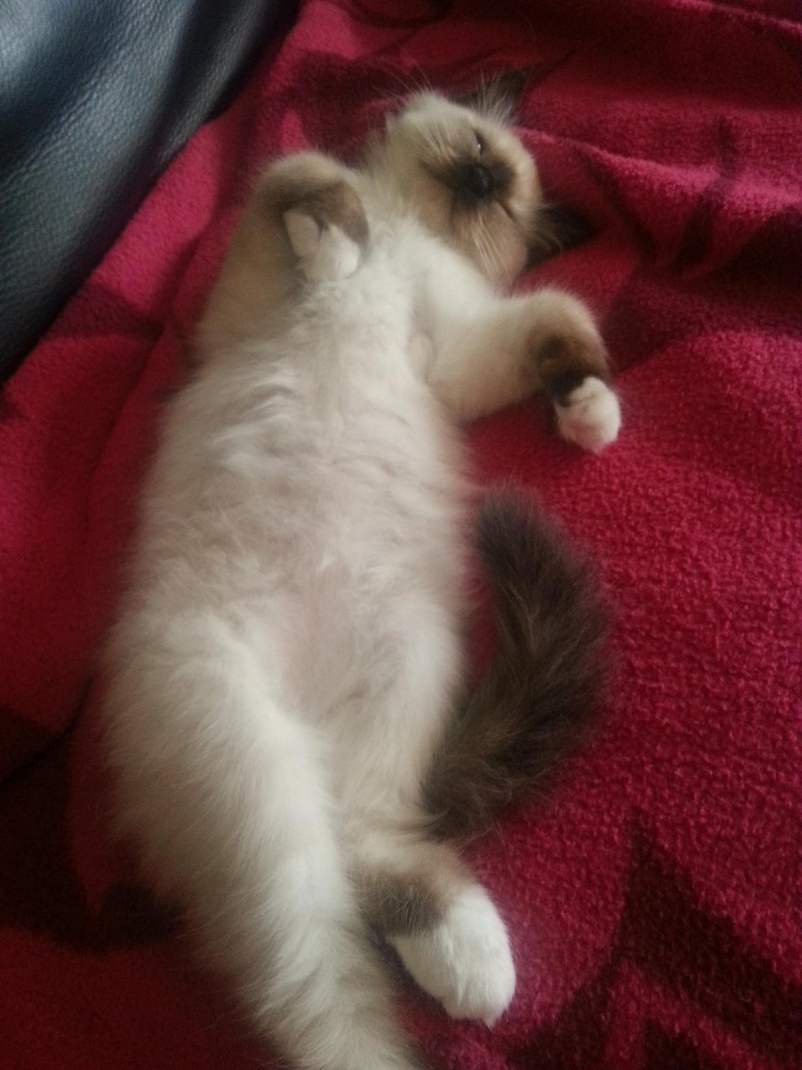 Hellig Birma Bailey billede 18