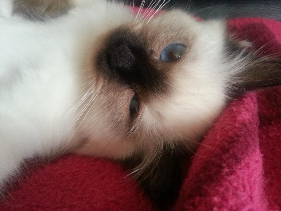 Hellig Birma Bailey billede 19