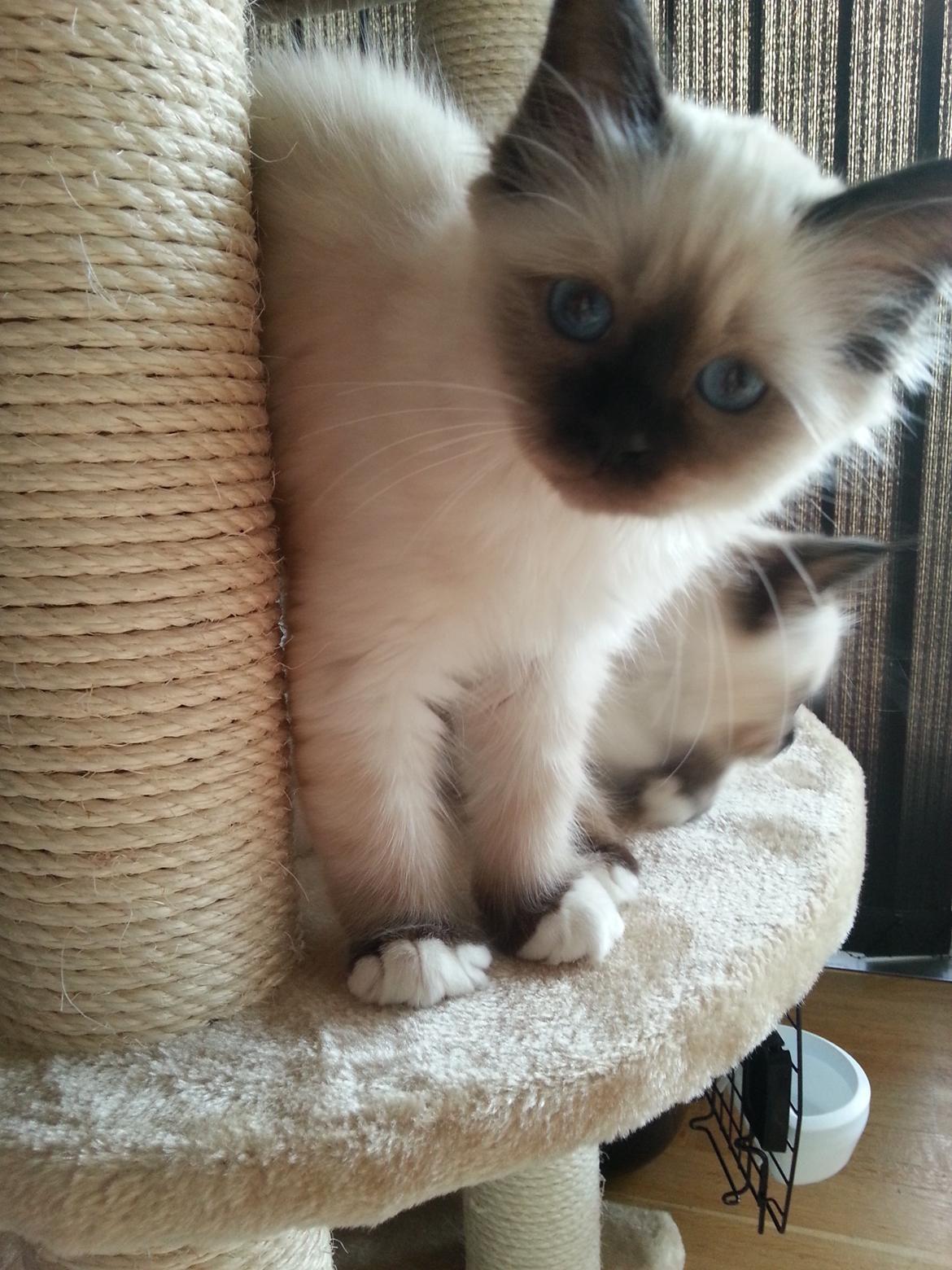 Hellig Birma Ferdinan billede 13