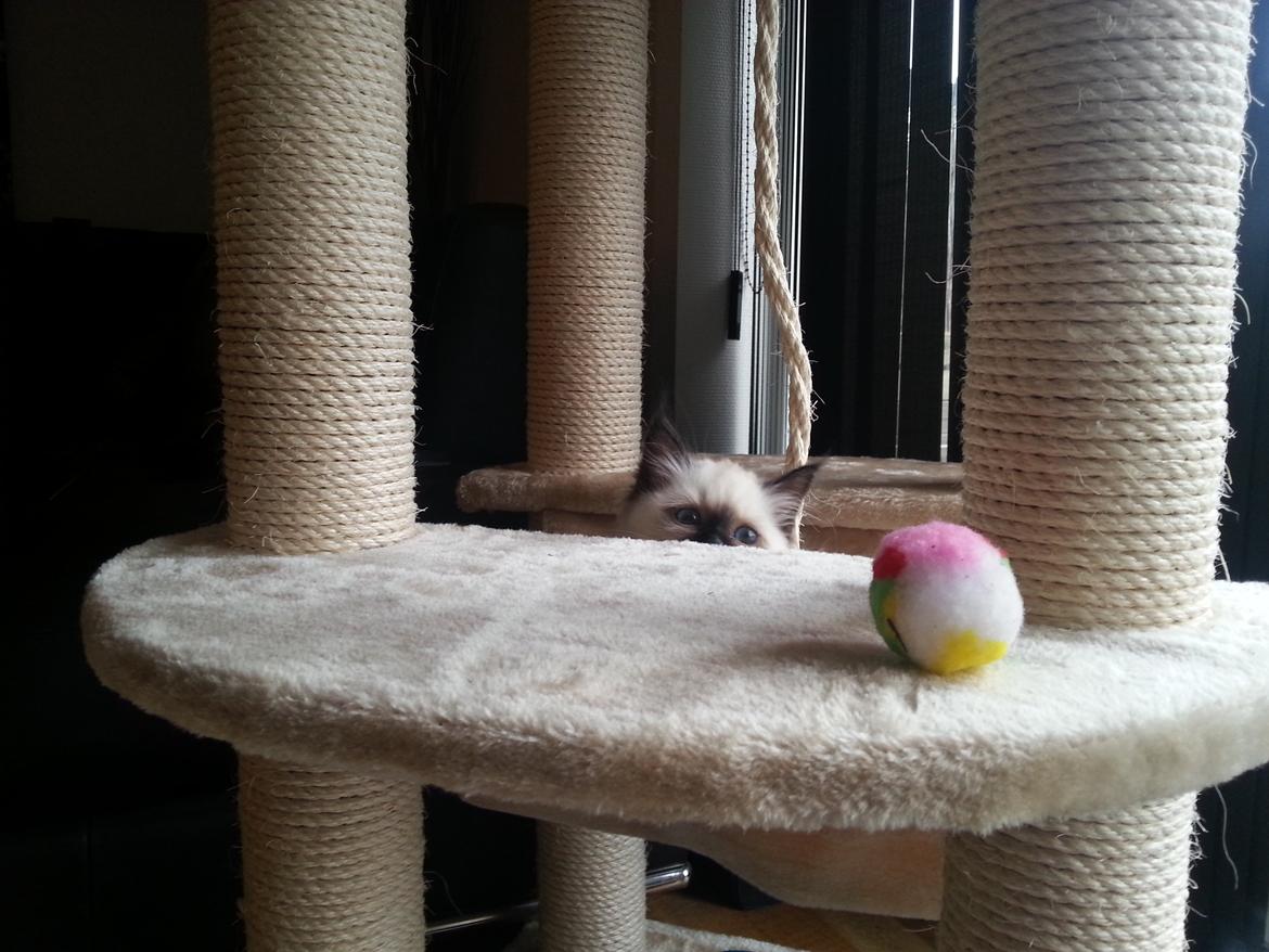 Hellig Birma Ferdinan billede 14