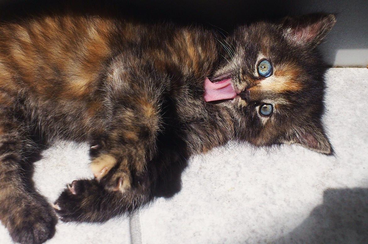 Blanding af racer Mika - se min tunge :p  billede 7